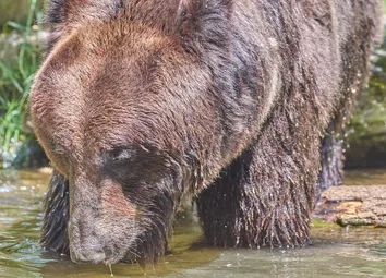 Braunbär