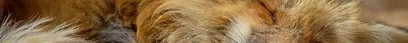 Der Fuchs und das Kaninchen