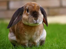 Bubu