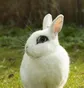 Kaninchenmärchen