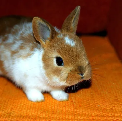 Mountain Bunny