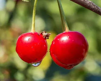 Cherry