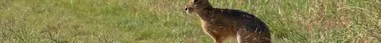 Der Hase straft seine Augen