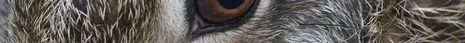 Grosse Augen des Hasenjungen