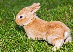 Miniature Lops