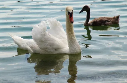 Schwan