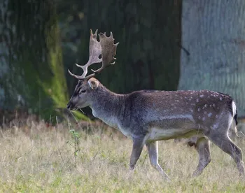 Bambi