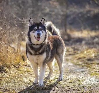 Felix