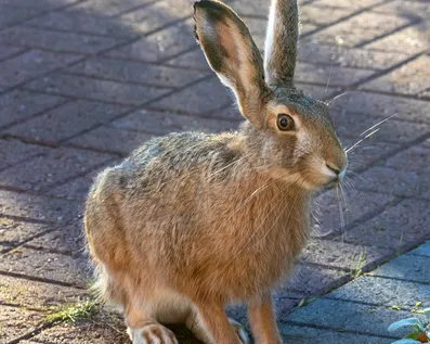 Killerkaninchen