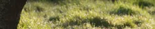 Der Hase prahlt