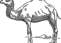 Mümmi