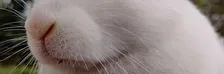 About Us (Rabbits)