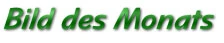 Bild des Monats