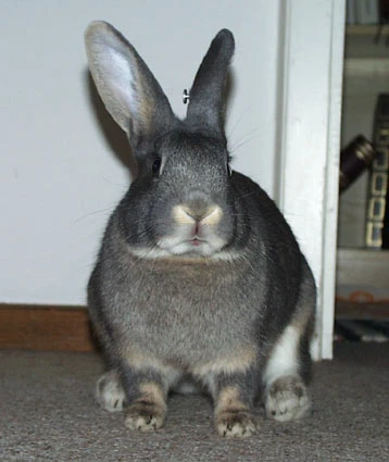 Am I not a beautiful bunny?