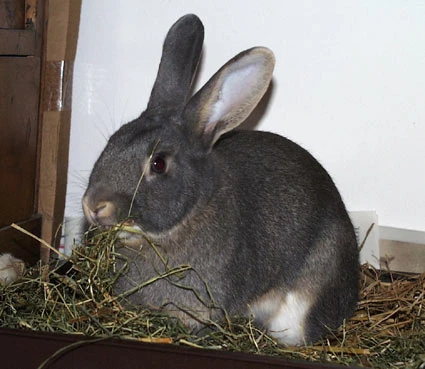 Eating hay