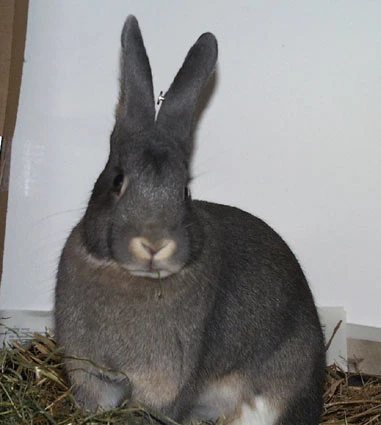 Degustating the hay