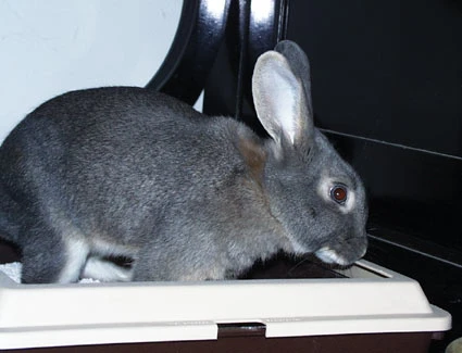 My litterbox