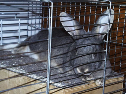 In the cage