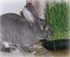 Eating grass