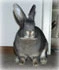 Am I not a beautiful rabbit?