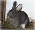 Eating hay