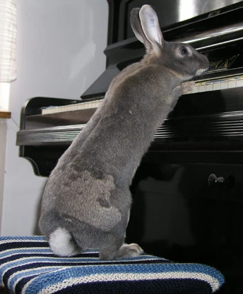Wiesia Bun Peethoven