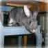 On the Chair
