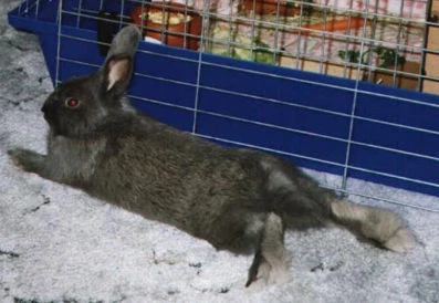 Felix