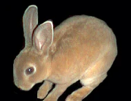 Petrilla Foo Bun