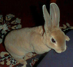 Petrilla Foo Bun