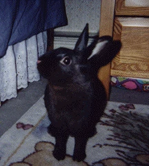 Rupert
