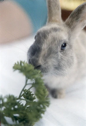Hoppla