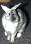 Hoppla
