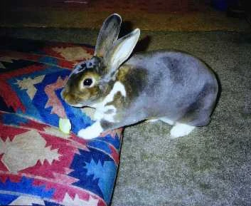 Tweety