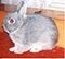 Furry Friends Rabbitry