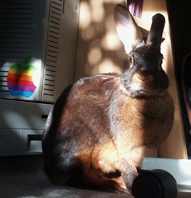 Apple And Sun