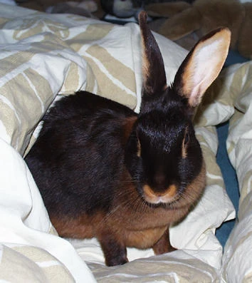 Bunny In Bed