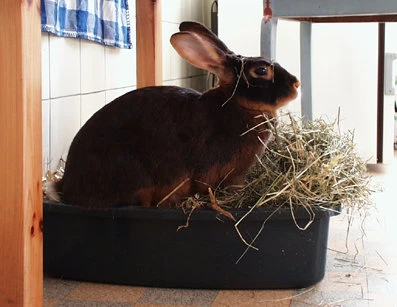 Hay Bunny