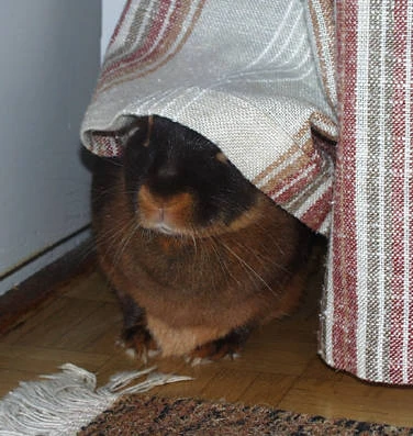 Curtain...