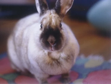 Portrait With Dewlap