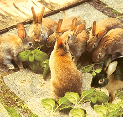 Kaninchenfamilie