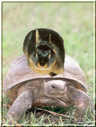 World Tour On A Turtle