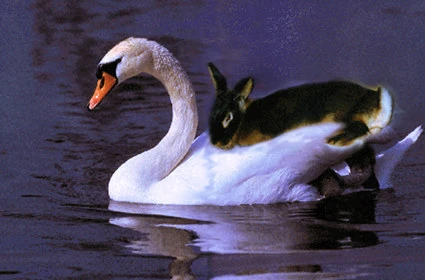 Ride On The Swan