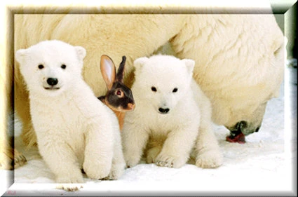 Eisbärfamilie
