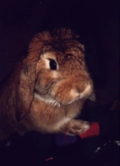 Buscheli