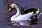 Schwan